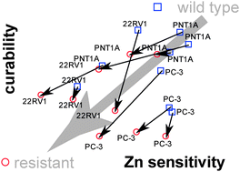 Graphical abstract: KRAS NF-κB is involved in the development of zinc resistance and reduced curability in prostate cancer