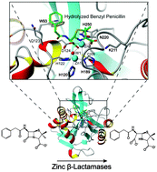 Graphical abstract: A variety of roles for versatile zinc in metallo-β-lactamases