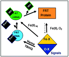 Graphical abstract: IRE mRNA riboregulators use metabolic iron (Fe2+) to control mRNA activity and iron chemistry in animals