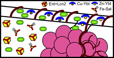 Graphical abstract: Diverging roles of bacterial siderophores during infection