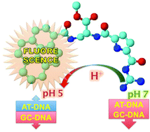 Graphical abstract: A short, rigid linker between pyrene and guanidiniocarbonyl-pyrrole induced a new set of spectroscopic responses to the ds-DNA secondary structure