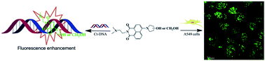 Graphical abstract: Fluorescence enhancement, cellular imaging and biological investigation of chiral pyrrolidinol modified naphthalimide derivatives