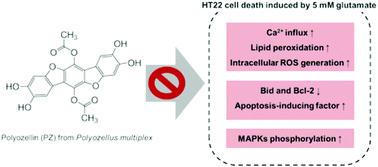 Graphical abstract: Polyozellin, a key constituent of the edible mushroom Polyozellus multiplex, attenuates glutamate-induced mouse hippocampal neuronal HT22 cell death