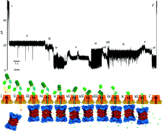 Graphical abstract: Research highlights: nanopore protein detection and analysis
