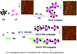 Graphical abstract: Glycosylation improves the functional characteristics of chlorogenic acid–lactoferrin conjugate