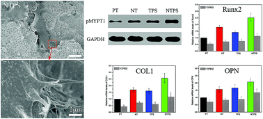 Graphical abstract: ROCK-regulated synergistic effect of macropore/nanowire topography on cytoskeletal distribution and cell differentiation