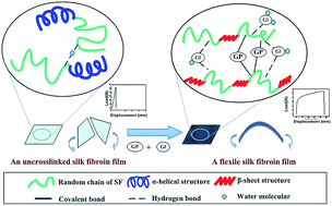 Graphical abstract: Flexible silk fibroin films modified by genipin and glycerol