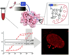 Graphical abstract: ‘Traceless’ tracing of proteins – high-affinity trans-splicing directed by a minimal interaction pair