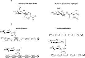 Graphical abstract: Glycosylation, an effective synthetic strategy to improve the bioavailability of therapeutic peptides