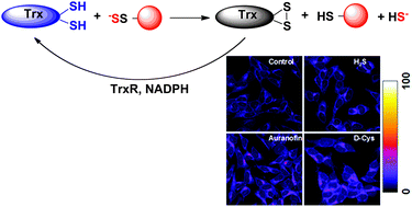 Graphical abstract: Improved tag-switch method reveals that thioredoxin acts as depersulfidase and controls the intracellular levels of protein persulfidation
