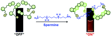 Graphical abstract: Analyte-directed formation of emissive excimers for the selective detection of polyamines