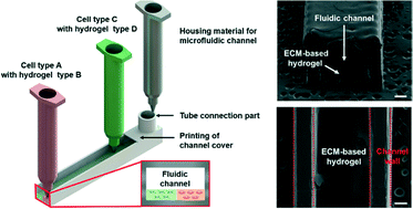 Graphical abstract: One-step fabrication of an organ-on-a-chip with spatial heterogeneity using a 3D bioprinting technology