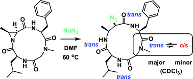 Graphical abstract: The reactivity and conformational control of cyclic tetrapeptides derived from aziridine-containing amino acids