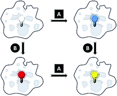 Graphical abstract: Fluorescent probes for the simultaneous detection of multiple analytes in biology