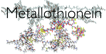 Graphical abstract: Unravelling the mechanistic details of metal binding to mammalian metallothioneins from stoichiometric, kinetic, and binding affinity data