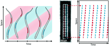 Graphical abstract: Engineering reaction–diffusion networks with properties of neural tissue