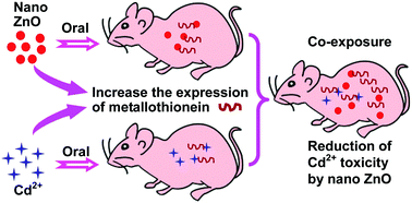 Graphical abstract: Complex effect of zinc oxide nanoparticles on cadmium chloride-induced hepatotoxicity in mice: protective role of metallothionein