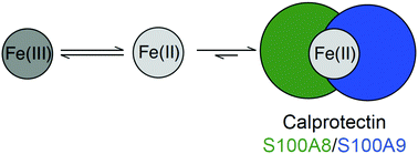 Graphical abstract: Human calprotectin affects the redox speciation of iron