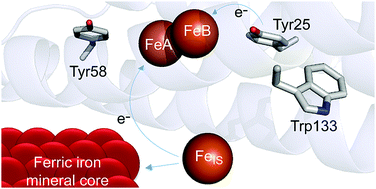 Graphical abstract: Tyr25, Tyr58 and Trp133 of Escherichia coli bacterioferritin transfer electrons between iron in the central cavity and the ferroxidase centre