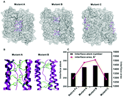 Graphical abstract: Metal ion assisted interface re-engineering of a ferritin nanocage for enhanced biofunctions and cancer therapy