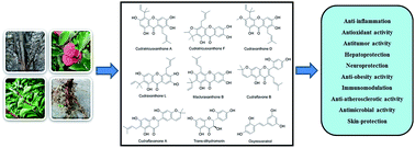 Graphical abstract: Cudrania tricuspidata: an updated review on ethnomedicine, phytochemistry and pharmacology