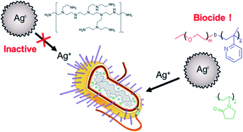 Graphical abstract: Antimicrobial activity of nano-sized silver colloids stabilized by nitrogen-containing polymers: the key influence of the polymer capping