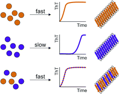 Graphical abstract: Understanding co-polymerization in amyloid formation by direct observation of mixed oligomers