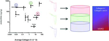 Graphical abstract: Effect of hydrogel material composition on hBMSC differentiation into zone-specific neo-cartilage: engineering human articular cartilage-like tissue with spatially varying properties