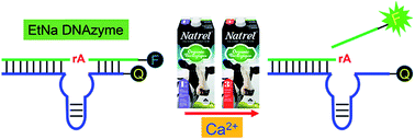 Graphical abstract: Screening of DNAzyme mutants for highly sensitive and selective detection of calcium in milk