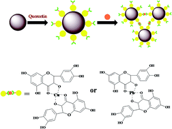 Graphical abstract: Quercetin-coated Fe3O4 nanoparticle sensors based on low-field NMR for determination and removal of Pb2+ and Cu2+ in biological samples