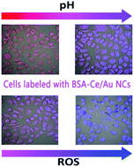 Graphical abstract: BSA templated cerium/gold nanoclusters as pH and ROS dual sensors