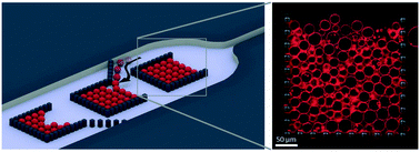 Graphical abstract: Ultra-high capacity microfluidic trapping of giant vesicles for high-throughput membrane studies