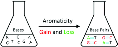 Graphical abstract: Why do A·T and G·C self-sort? Hückel aromaticity as a driving force for electronic complementarity in base pairing