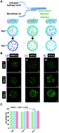 Graphical abstract: Microencapsulation improves chondrogenesis in vitro and cartilaginous matrix stability in vivo compared to bulk encapsulation