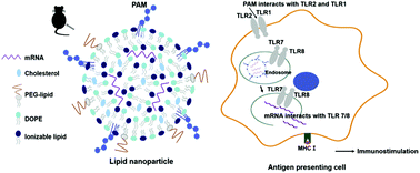 Graphical abstract: Adjuvant incorporated lipid nanoparticles for enhanced mRNA-mediated cancer immunotherapy