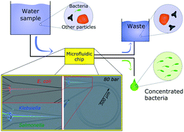 Graphical abstract: Inertial focusing with sub-micron resolution for separation of bacteria