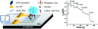 Graphical abstract: Ultrasensitive sensors based on aluminum oxide-protected reduced graphene oxide for phosphate ion detection in real water