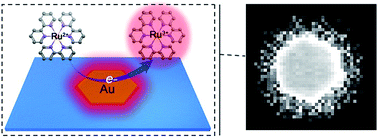 Graphical abstract: Spatiotemporal imaging of electrocatalytic activity on single 2D gold nanoplates via electrogenerated chemiluminescence microscopy