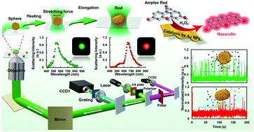 Graphical abstract: Laser illumination-induced dramatic catalytic activity change on Au nanospheres