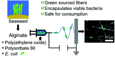 Graphical abstract: Encapsulating bacteria in alginate-based electrospun nanofibers