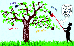 Graphical abstract: A temperature-reduced method for the rapid growth of hybrid perovskite single crystals with primary alcohols