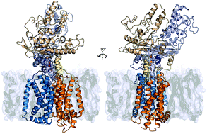 Graphical abstract: Molecular insights into the Patched1 drug efflux inhibitory activity of panicein A hydroquinone: a computational study