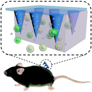 Graphical abstract: Biodegradable microneedle patch for transdermal gene delivery