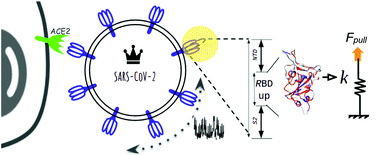 Graphical abstract: Quantitative determination of mechanical stability in the novel coronavirus spike protein