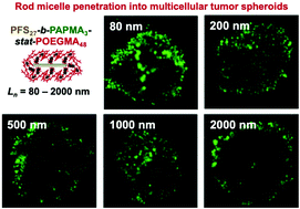 Graphical abstract: Investigating the influence of block copolymer micelle length on cellular uptake and penetration in a multicellular tumor spheroid model