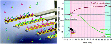 Graphical abstract: Nanotechnological immunoassay for rapid label-free analysis of candidate malaria vaccines