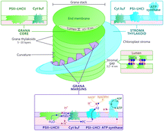 Graphical abstract: Composition, phosphorylation and dynamic organization of photosynthetic protein complexes in plant thylakoid membrane