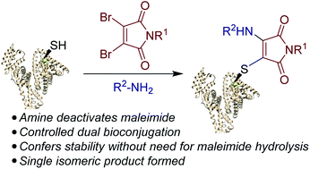 Graphical abstract: One-pot thiol–amine bioconjugation to maleimides: simultaneous stabilisation and dual functionalisation