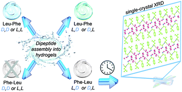 Graphical abstract: Supramolecular hydrogels from unprotected dipeptides: a comparative study on stereoisomers and structural isomers