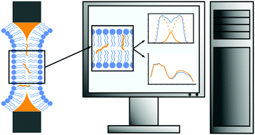 Graphical abstract: Investigating the structural properties of hydrophobic solvent-rich lipid bilayers